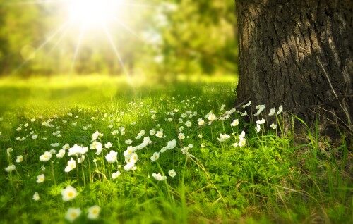 阳光明媚的草地树鲜花4K