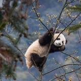 BifengxiaPanda_ZH-CN8879969527_1920x1080