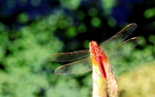 dragonfly.jpg