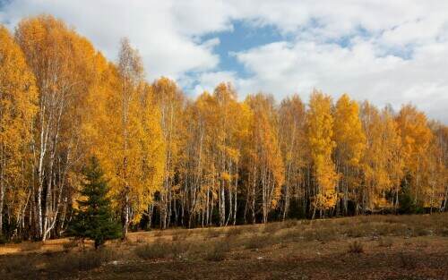 fall-forest.jpg