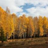 fall-forest
