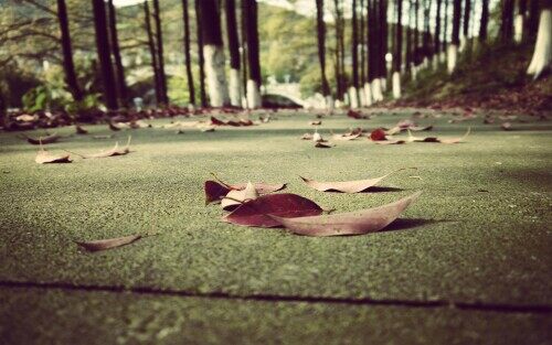 falling-leaves.jpg