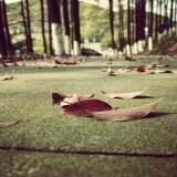 falling-leaves