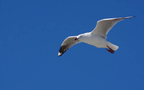 flying-bird2.jpg