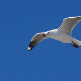 flying-bird2