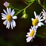 fresh-flower