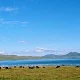grassland