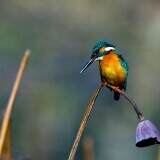 kingfisher