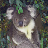 koala2