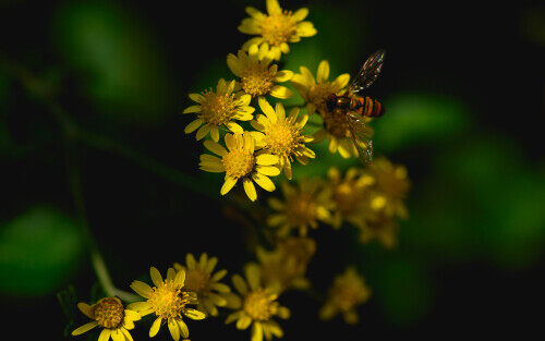 love-between-bees-and-flowers.jpg