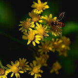 love-between-bees-and-flowers