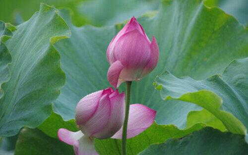 love-lotus.jpg