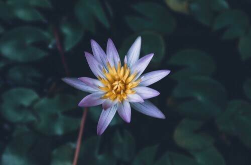 nelumbo-nucifera.jpg