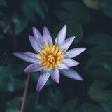 nelumbo-nucifera
