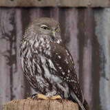 owl2