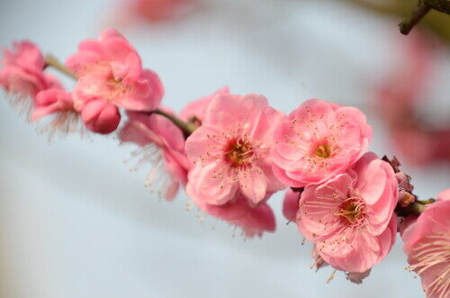 peach-blossom.jpg