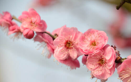 peach blossom2