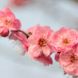 peach-blossom2