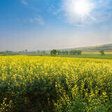 rapeseed-blossom
