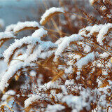 snow-love2