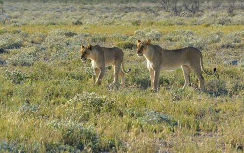 03900_lookingforaprey_3840x2400.jpeg