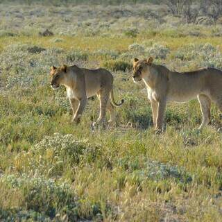 03900_lookingforaprey_3840x2400