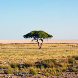 03902_umbrellathorn_3840x2400