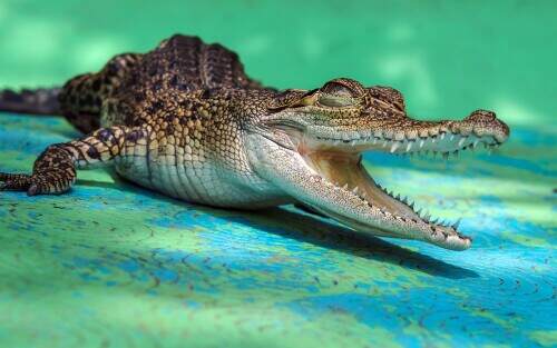 03922_crocochild_3840x2400.jpeg