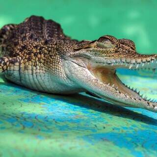 03922_crocochild_3840x2400