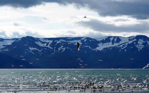 Polar-Nature.jpeg
