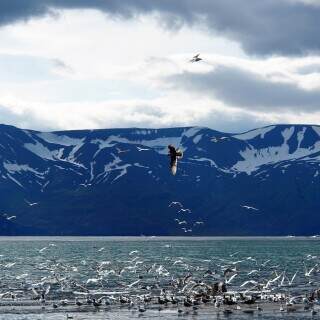 Polar-Nature