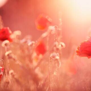 Summer-Light