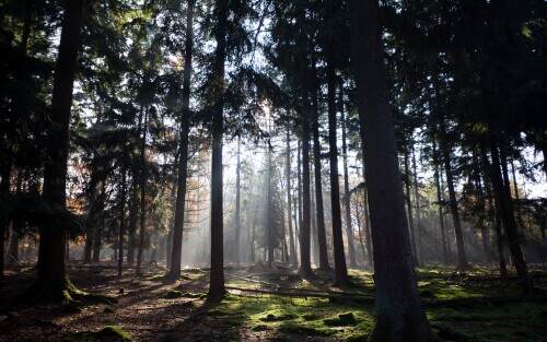 autumnsunlightthroughthetrees.jpeg