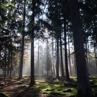 autumnsunlightthroughthetrees