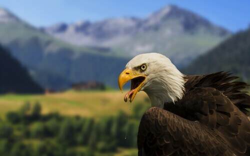 baldeagle.jpeg