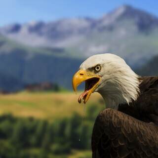 baldeagle