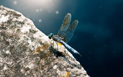 bluedragonfly.jpeg