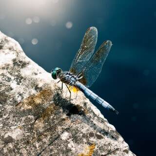 bluedragonfly