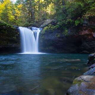 coquillefalls