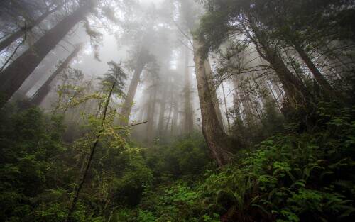 damnationcreektrail.jpeg