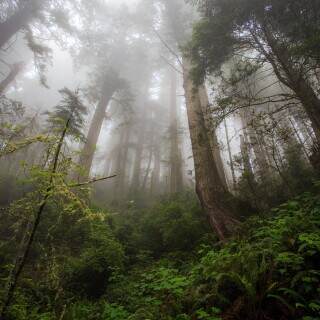 damnationcreektrail