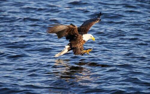 fishingbaldeagle.jpeg