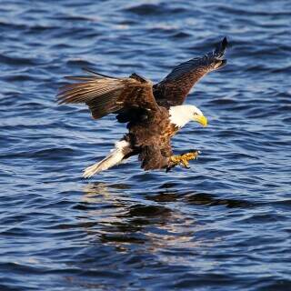 fishingbaldeagle