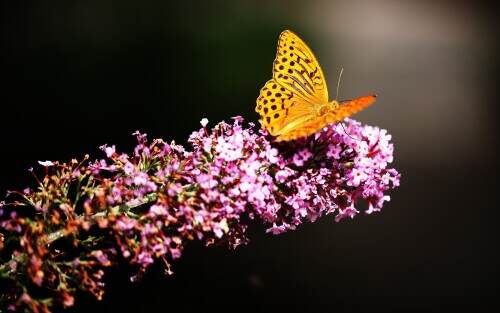 fritillary.jpeg