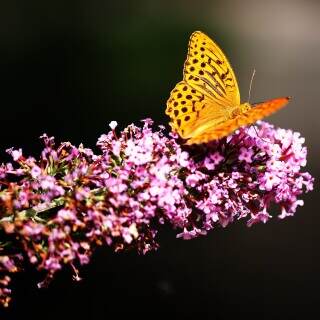 fritillary