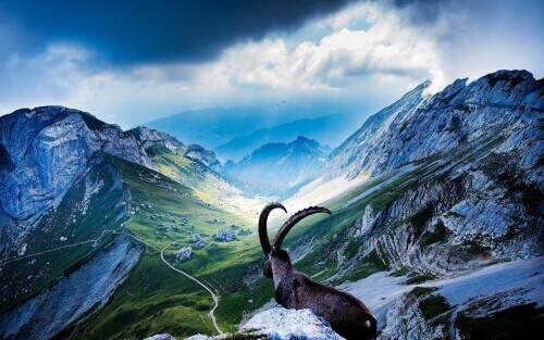 goatatmountpilatus.jpeg