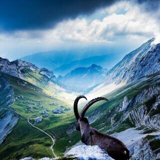 goatatmountpilatus