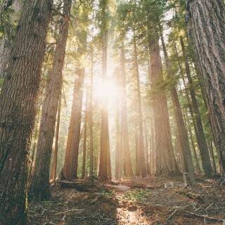hamakerwoodsoregon