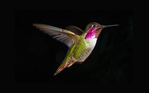 hummingbirdinflight.jpeg