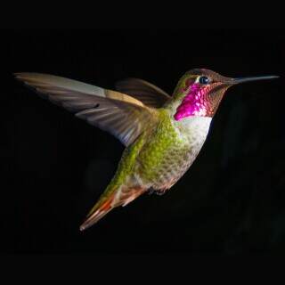 hummingbirdinflight